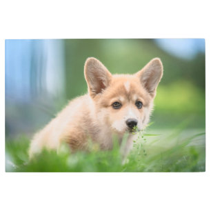 Impresión En Metal Animales de bebé más afectados   Cachorro de Corgi