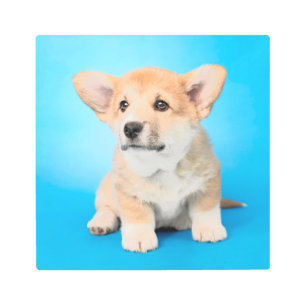 Impresión En Metal Animales de bebé más afectados   Cachorro de Corgi
