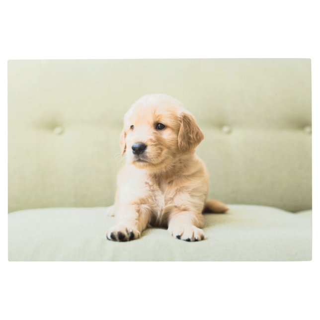 Impresión En Metal Animales de bebé más afectados | Cachorro de Golde (Anverso)