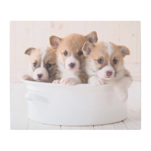 Impresión En Metal Animales de bebé más afectados   Cachorros de Corg