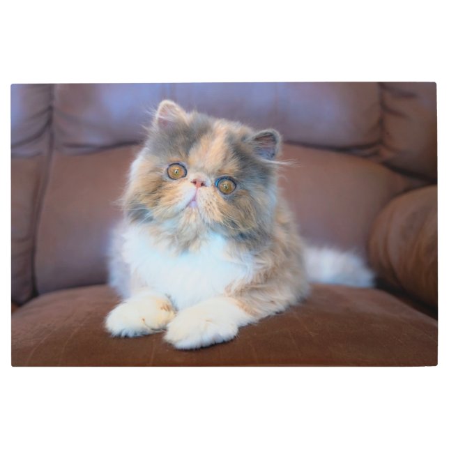 Impresión En Metal Animales de bebé más afectados | Calico Persian Ki (Anverso)