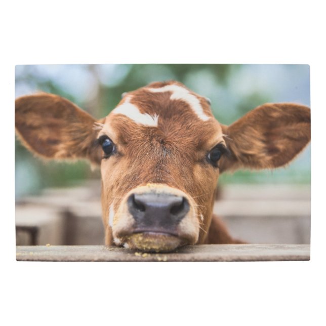 Impresión En Metal Animales de bebé más afectados | Calvario de vaca  (Anverso)