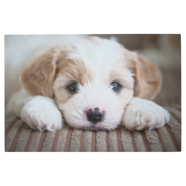 Impresión En Metal Animales de bebé más afectados | Cavashon Puppy (Anverso)