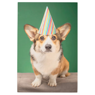 Impresión En Metal Animales de bebé más afectados   Corgi Birday Pupp