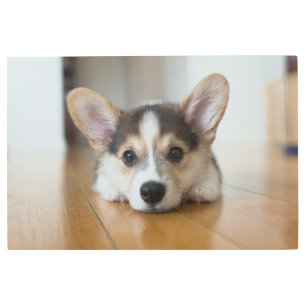 Impresión En Metal Animales de bebé más afectados   Corgi Puppy