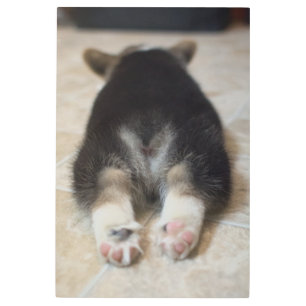 Impresión En Metal Animales de bebé más afectados   Corgi Puppy Detrá