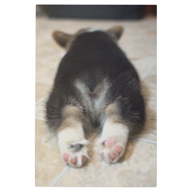 Impresión En Metal Animales de bebé más afectados | Corgi Puppy Detrá (Anverso)