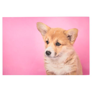 Impresión En Metal Animales de bebé más afectados   Corgi Puppy en Ro