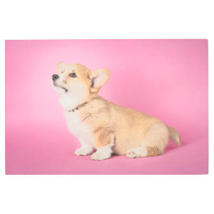 Impresión En Metal Animales de bebé más afectados   Corgi Puppy Rosa