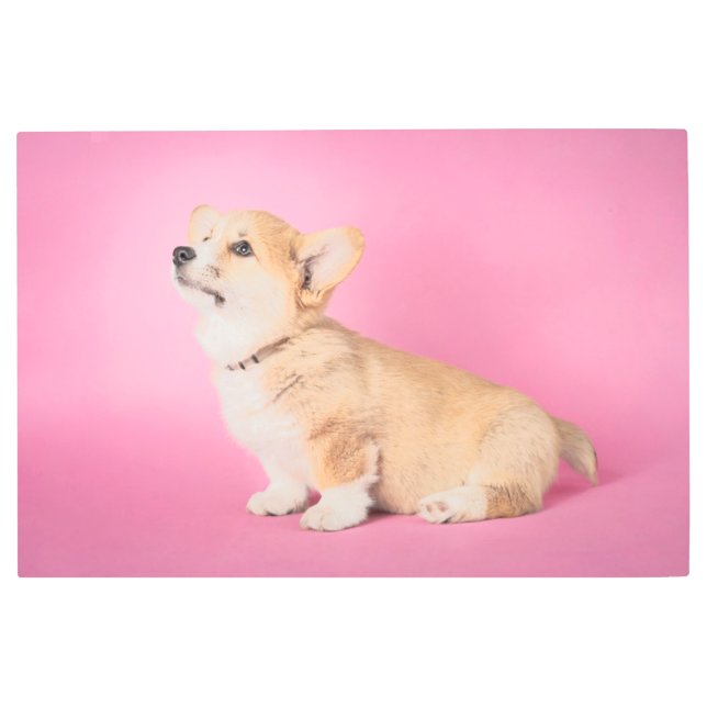 Impresión En Metal Animales de bebé más afectados | Corgi Puppy Rosa (Anverso)