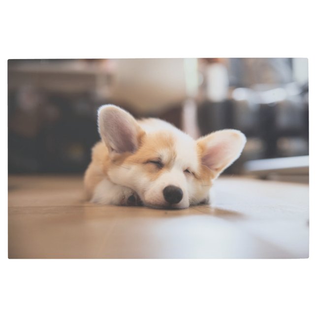 Impresión En Metal Animales de bebé más afectados | Corgi somnoliento (Anverso)