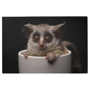 Impresión En Metal Animales de bebé más afectados Cute Bushbaby
