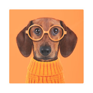 Impresión En Metal Animales de bebé más afectados Dachshund Naranja