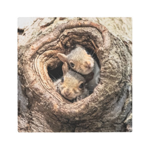 Impresión En Metal Animales de bebé más afectados Dos ardillas jóve