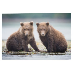 Impresión En Metal Animales de bebé más afectados Dos Cubos de oso