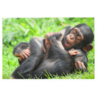 Animales de bebé más afectados | Dos jóvenes chimp
