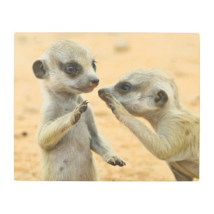 Impresión En Metal Animales de bebé más afectados Dos Merkats Jóven