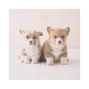 Impresión En Metal Animales de bebé más afectados   Dos sesiones de B