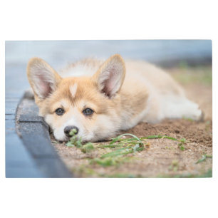 Impresión En Metal Animales de bebé más afectados   El corgi en el ya