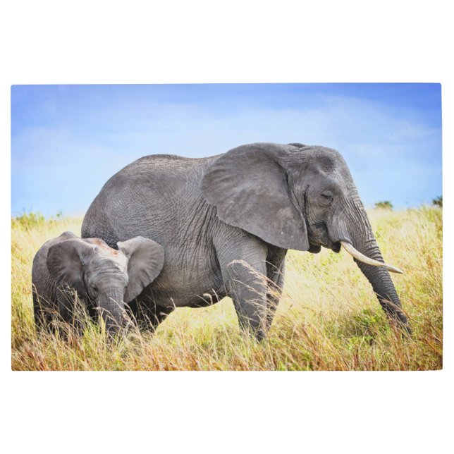 Impresión En Metal Animales de bebé más afectados | Elefante africano (Anverso)