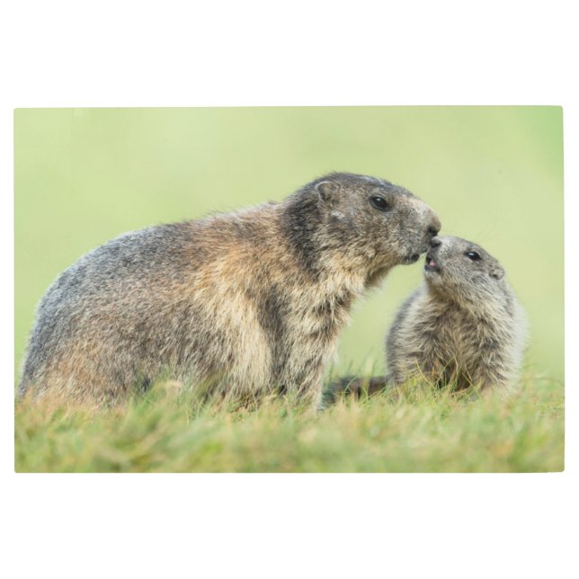 Impresión En Metal Animales de bebé más afectados | Familia de marmot (Anverso)