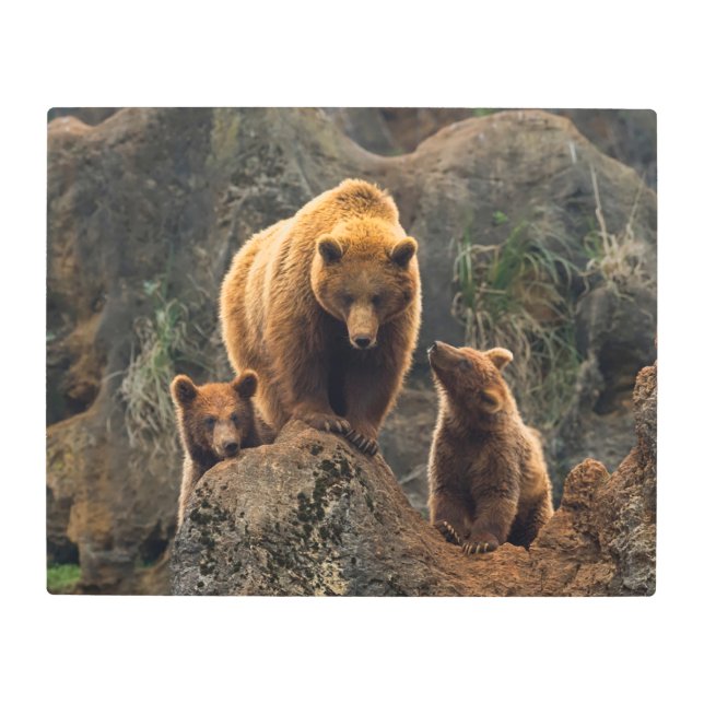 Impresión En Metal Animales de bebé más afectados | Familia de oso ma (Anverso)