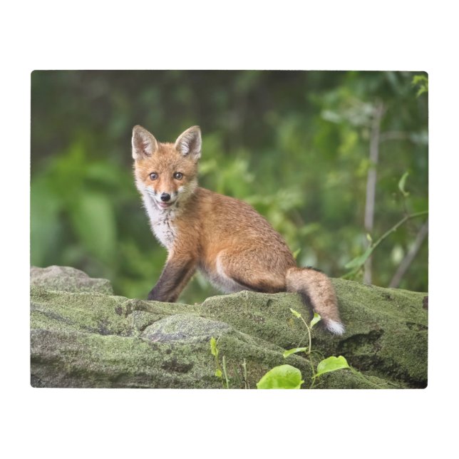 Impresión En Metal Animales de bebé más afectados | Foxy Smile (Anverso)