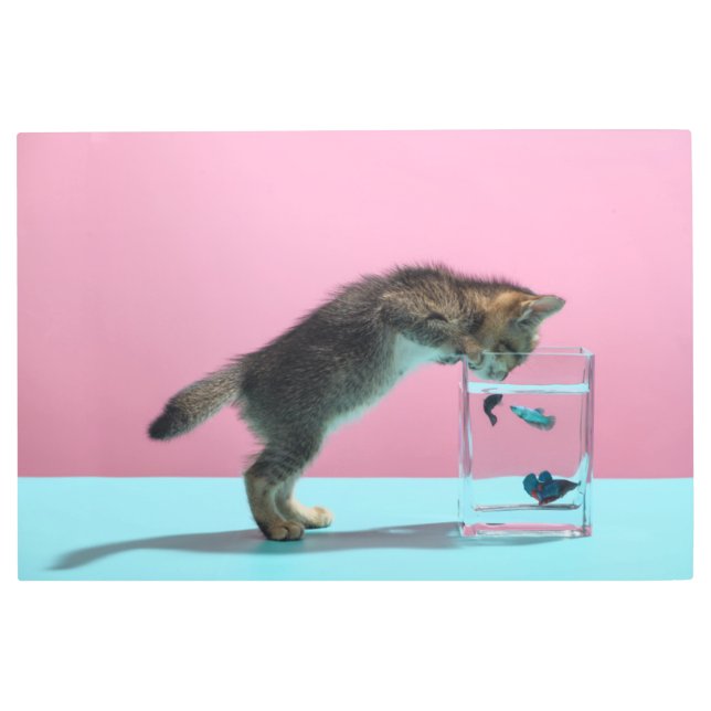 Impresión En Metal Animales de bebé más afectados | Gatito mirando al (Anverso)