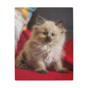 Impresión En Metal Animales de bebé más afectados   Gatito siamés