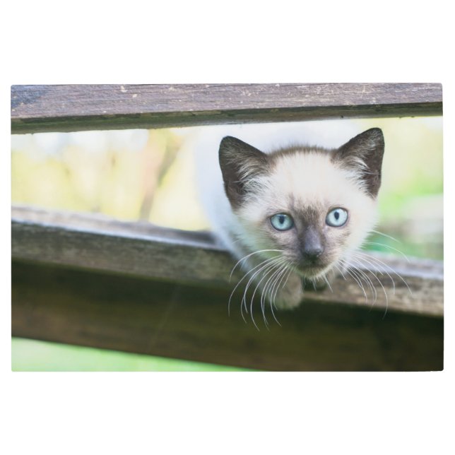 Impresión En Metal Animales de bebé más afectados | Gatito siamés 2 (Anverso)