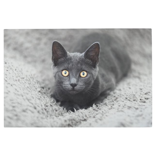 Impresión En Metal Animales de bebé más afectados | Gato gris (Anverso)