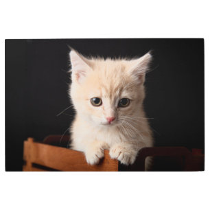 Impresión En Metal Animales de bebé más afectados   Ginger Kitten