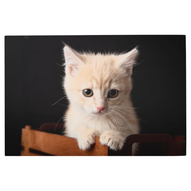 Impresión En Metal Animales de bebé más afectados | Ginger Kitten (Anverso)