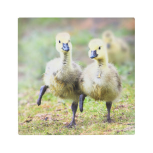 Impresión En Metal Animales de bebé más afectados   Goslings Canadien