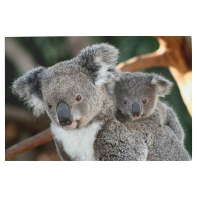 Impresión En Metal Animales de bebé más afectados | Koala y Joey (Anverso)