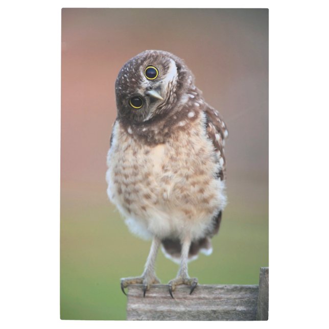 Impresión En Metal Animales de bebé más afectados | Lechuza Ardiente (Anverso)