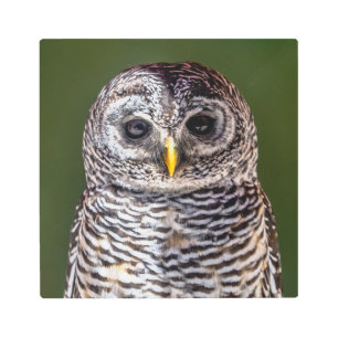 Impresión En Metal Animales de bebé más afectados Lechuza Tawny