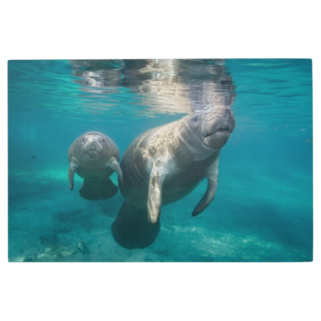 Impresión En Metal Animales de bebé más afectados | Manatee & Baby (Anverso)