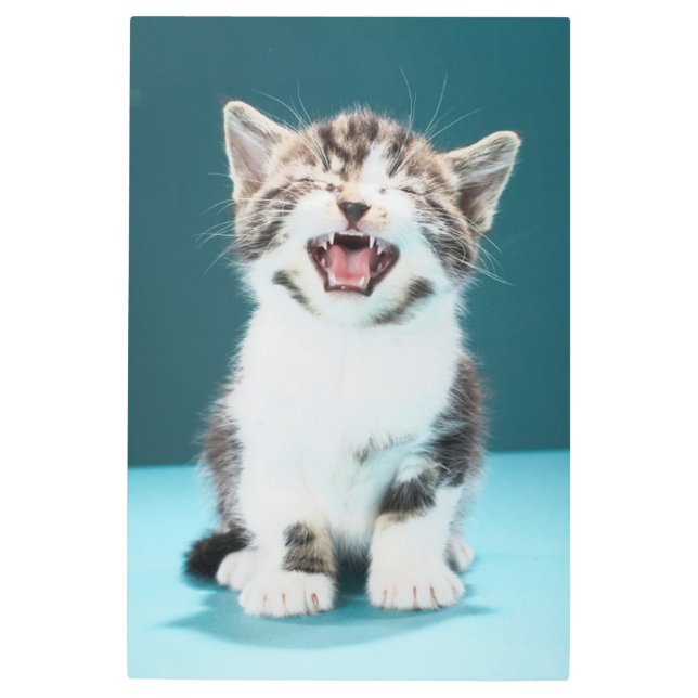 Impresión En Metal Animales de bebé más afectados | Meowing Baby Kitt (Anverso)