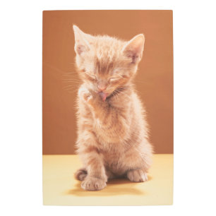 Impresión En Metal Animales de bebé más afectados   Naranja Tabby Kit