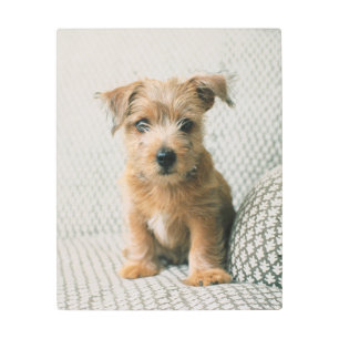 Impresión En Metal Animales de bebé más afectados   Norfolk Terrier P
