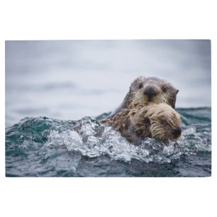 Impresión En Metal Animales de bebé más afectados Otter Baby & Moth