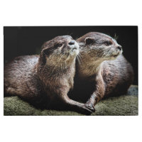 Animales de bebé más afectados | Otters Manteniend