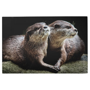 Impresión En Metal Animales de bebé más afectados   Otters Manteniend