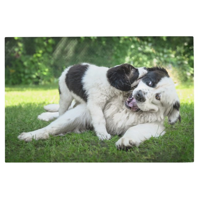 Impresión En Metal Animales de bebé más afectados | Papúa silvestre (Anverso)