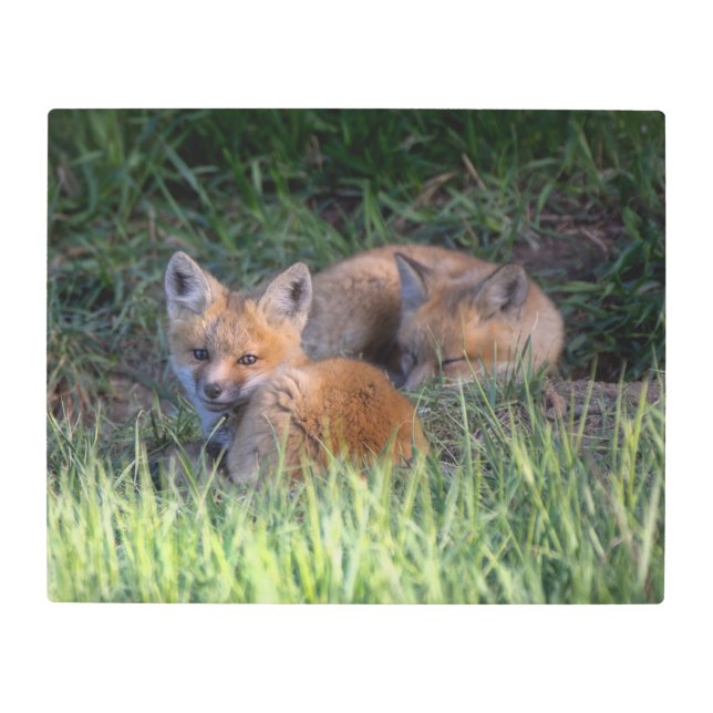 Impresión En Metal Animales de bebé más afectados | Pareja de hermano (Anverso)