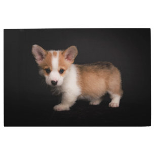 Impresión En Metal Animales de bebé más afectados   Pequeño Corgi
