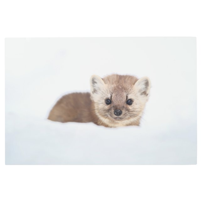 Impresión En Metal Animales de bebé más afectados | Pine Marten (Anverso)