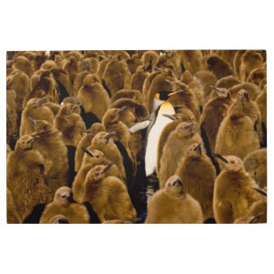 Impresión En Metal Animales de bebé más afectados Pingüino Entre Jó