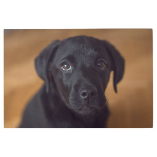 Impresión En Metal Animales de bebé más afectados   Puppy de Labrador